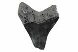 Serrated, Fossil Megalodon Tooth - South Carolina #362190-1